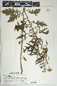 Senecio eremophilus var. macdougalii image