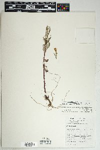 Senecio eremophilus var. macdougalii image