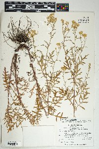 Senecio eremophilus var. macdougalii image