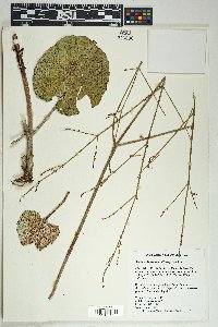 Anulocaulis leiosolenus image