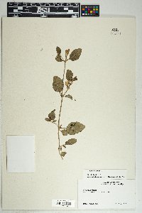 Allionia incarnata image