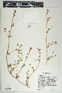 Allionia incarnata image