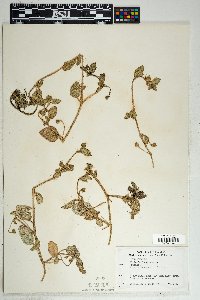 Allionia incarnata image