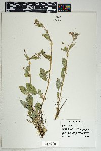 Allionia incarnata image