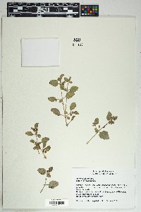 Allionia incarnata image