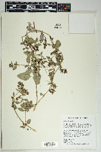 Allionia incarnata image