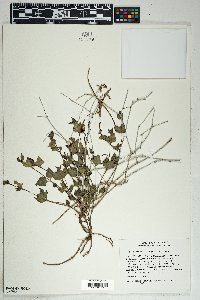 Acleisanthes longiflora image