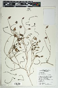 Acleisanthes longiflora image