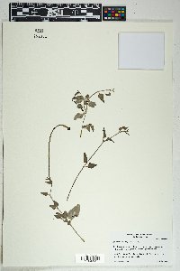 Acleisanthes longiflora image