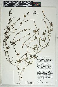 Acleisanthes longiflora image