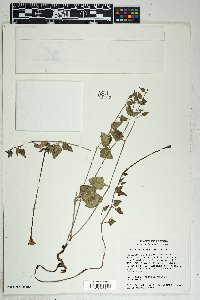 Acleisanthes longiflora image