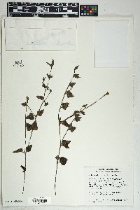 Acleisanthes longiflora image