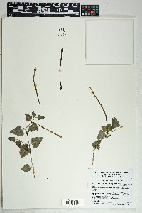 Acleisanthes longiflora image