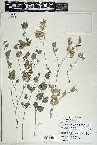 Acleisanthes longiflora image