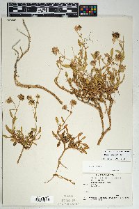 Abronia elliptica image