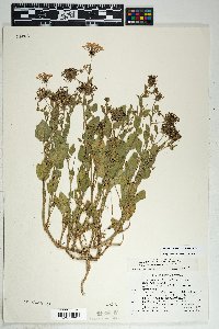 Abronia angustifolia image