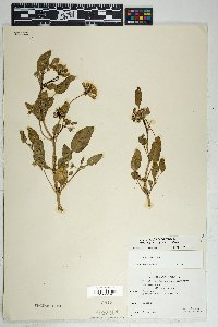 Abronia angustifolia image