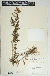 Senecio eremophilus var. macdougalii image