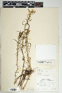 Senecio eremophilus var. macdougalii image