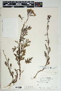 Senecio eremophilus var. macdougalii image