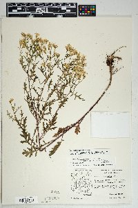 Senecio eremophilus var. macdougalii image