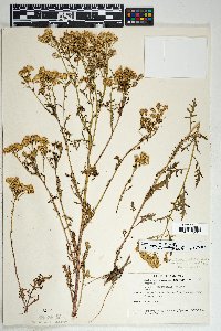 Senecio eremophilus var. macdougalii image