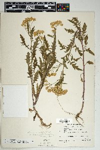 Senecio eremophilus var. macdougalii image