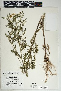 Senecio eremophilus var. macdougalii image