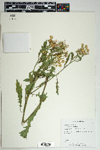 Senecio eremophilus image