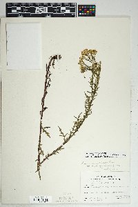 Senecio eremophilus var. macdougalii image