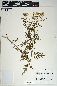 Senecio eremophilus var. macdougalii image