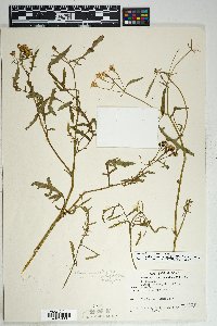 Senecio eremophilus var. macdougalii image