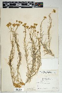 Senecio flaccidus var. flaccidus image