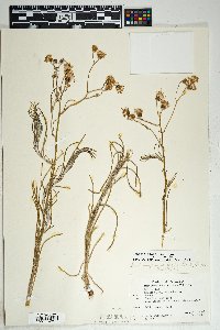 Senecio flaccidus var. flaccidus image