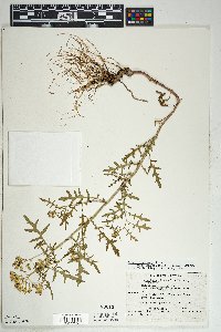 Senecio eremophilus var. macdougalii image