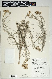 Senecio flaccidus var. flaccidus image