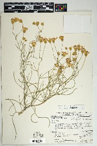 Senecio flaccidus image