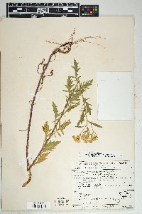 Senecio eremophilus var. macdougalii image