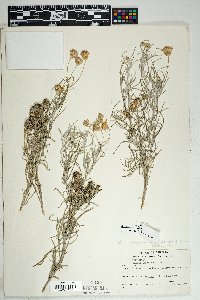 Senecio flaccidus var. flaccidus image