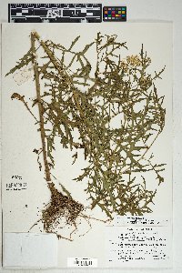 Senecio eremophilus image