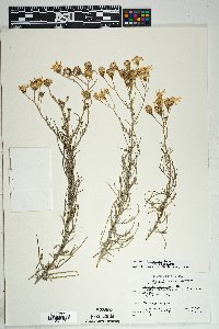 Senecio flaccidus image