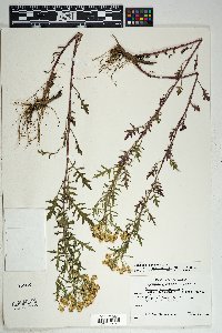 Senecio eremophilus var. macdougalii image