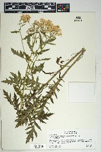 Senecio eremophilus var. macdougalii image