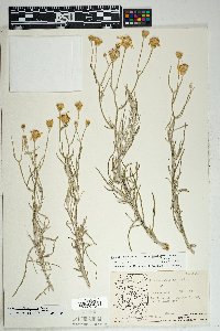 Senecio flaccidus image