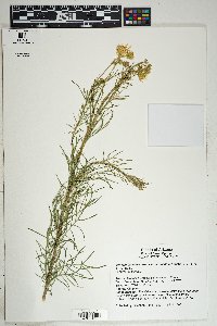 Senecio flaccidus var. monoensis image