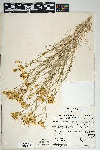 Senecio flaccidus var. flaccidus image