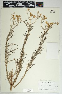 Senecio flaccidus var. douglasii image