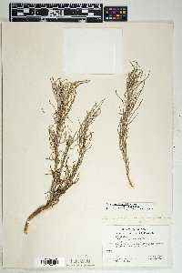 Senecio flaccidus image