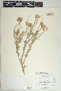 Senecio flaccidus var. flaccidus image