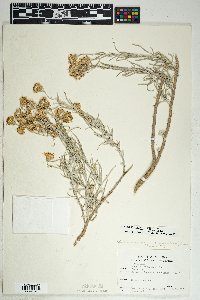 Senecio flaccidus image